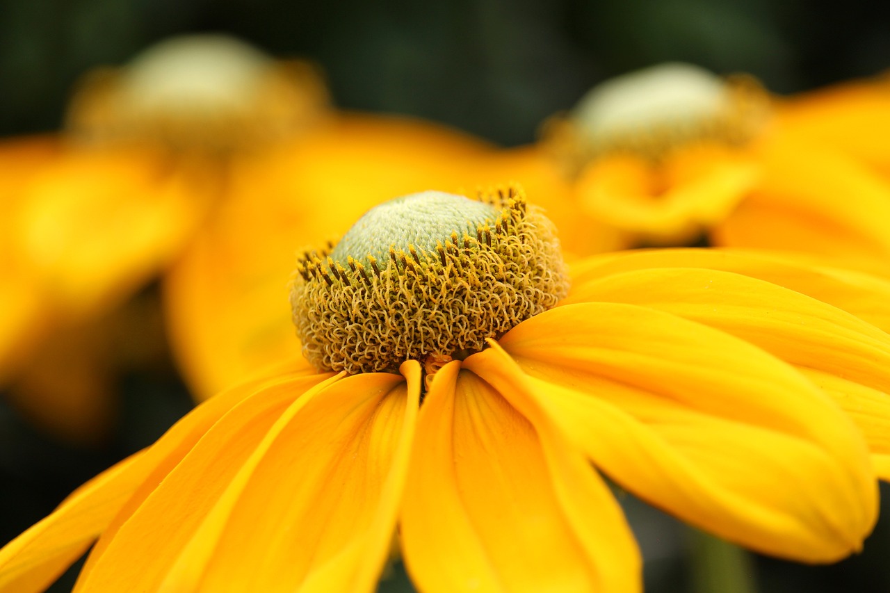 How to Create a Scented Garden for Relaxation